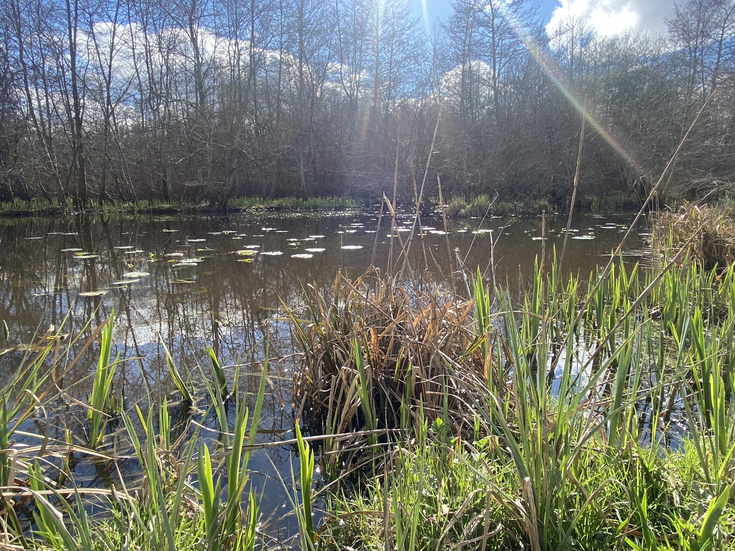 Plan d'eau du Moron à Prignac et Marcamps, lors d'une invitation créative pendant un Shinrin Yoku / bain de forêt.